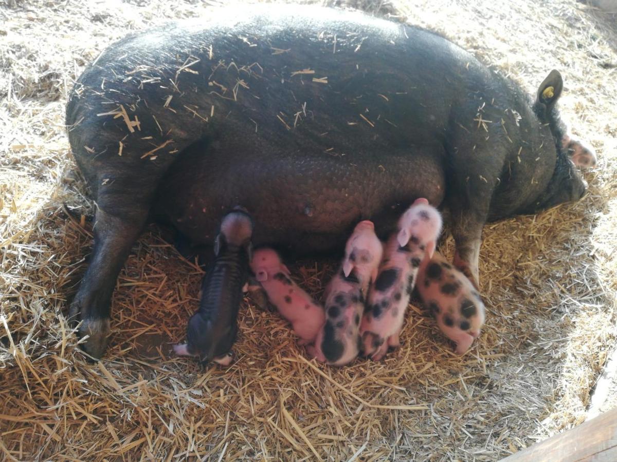 Zoopark Zelcin Villa Mělník Kültér fotó