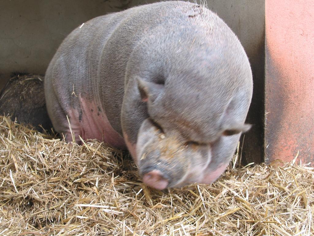 Zoopark Zelcin Villa Mělník Kültér fotó